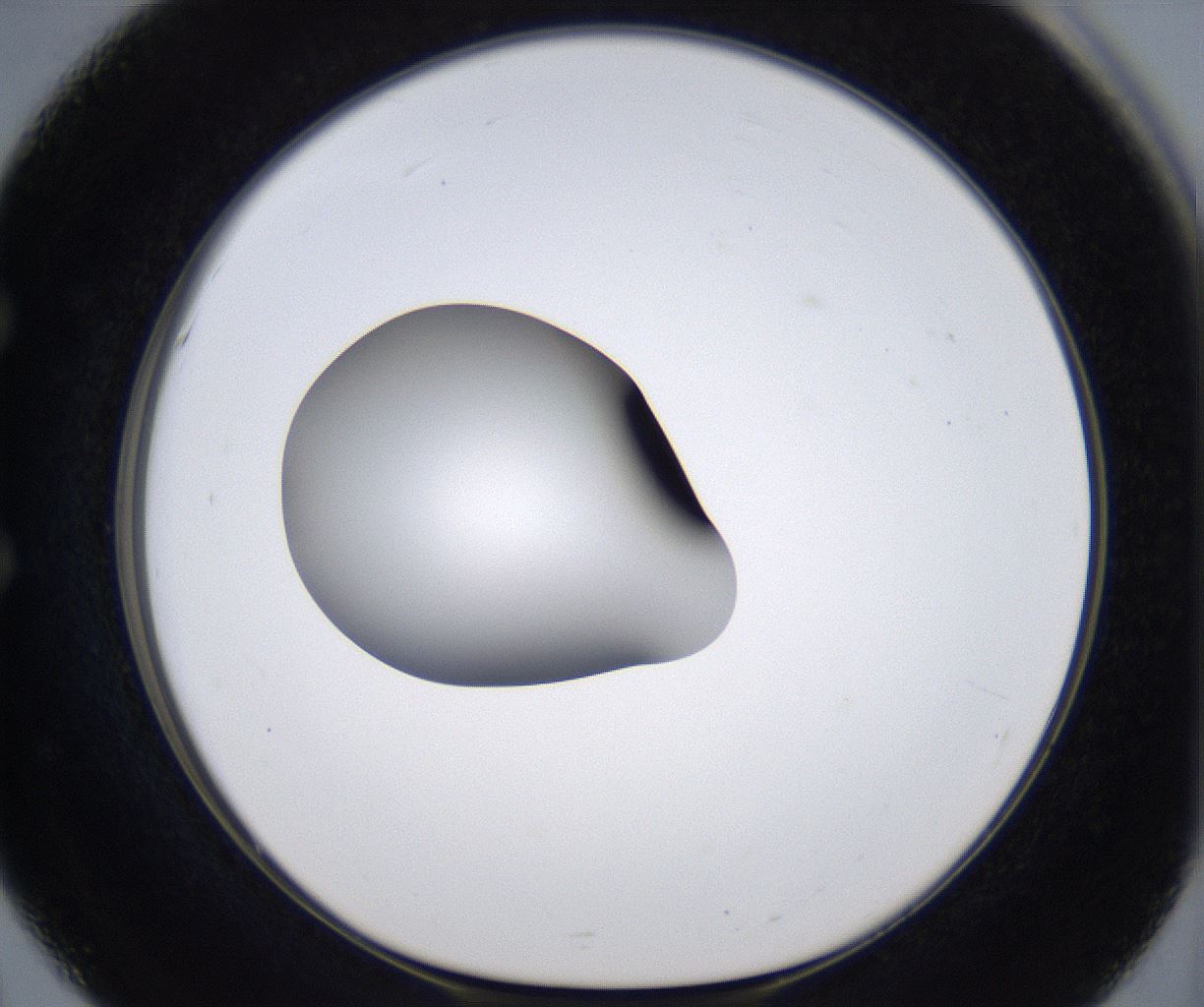 folderID305_plateID2305_batchID10850_wellNum51_profileID1_d1_r161280_ef.jpg