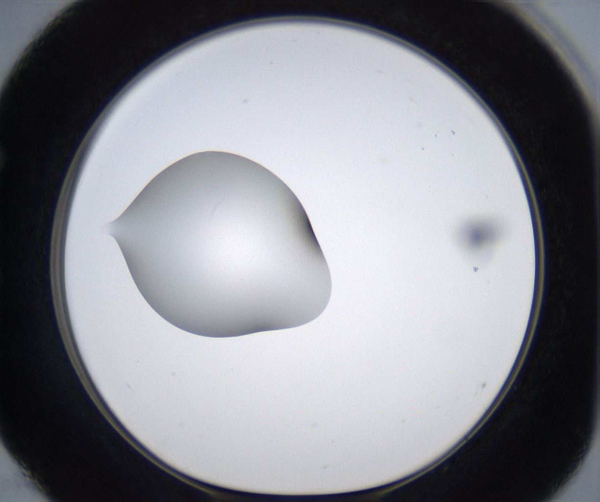 folderID305_plateID2305_batchID10850_wellNum52_profileID1_d1_r161281_ef.jpg