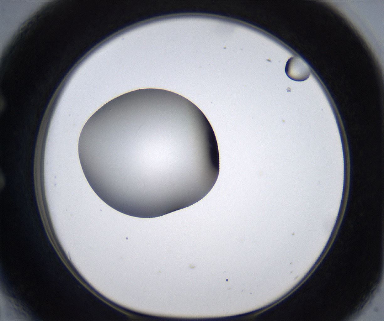 folderID305_plateID2305_batchID10850_wellNum54_profileID1_d1_r161283_ef.jpg