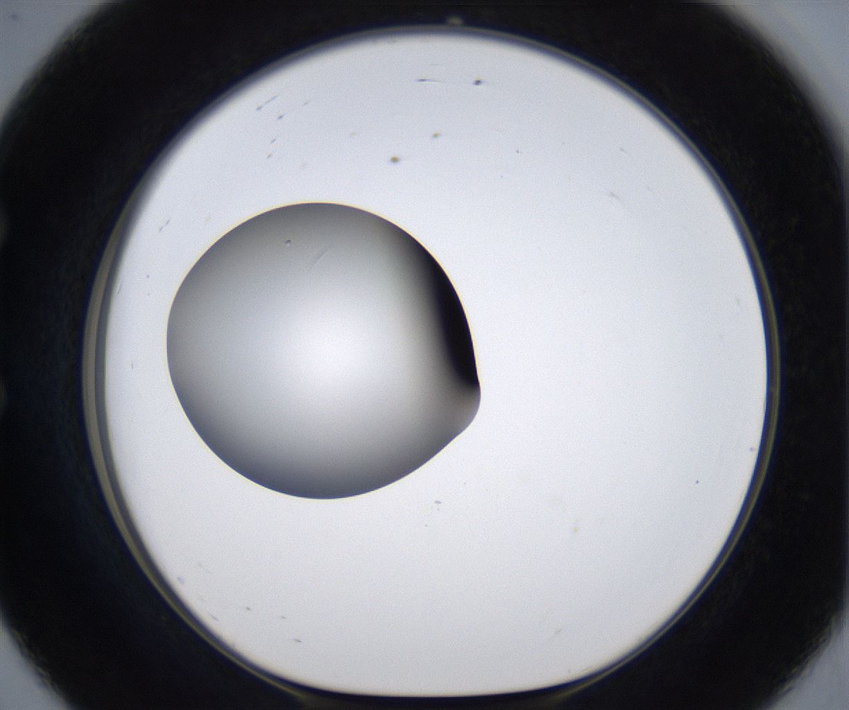 folderID305_plateID2305_batchID10850_wellNum56_profileID1_d1_r161285_ef.jpg
