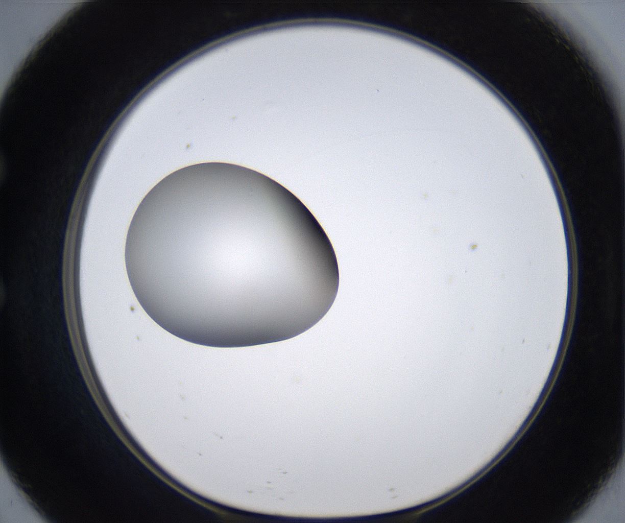 folderID305_plateID2305_batchID10850_wellNum57_profileID1_d1_r161286_ef.jpg