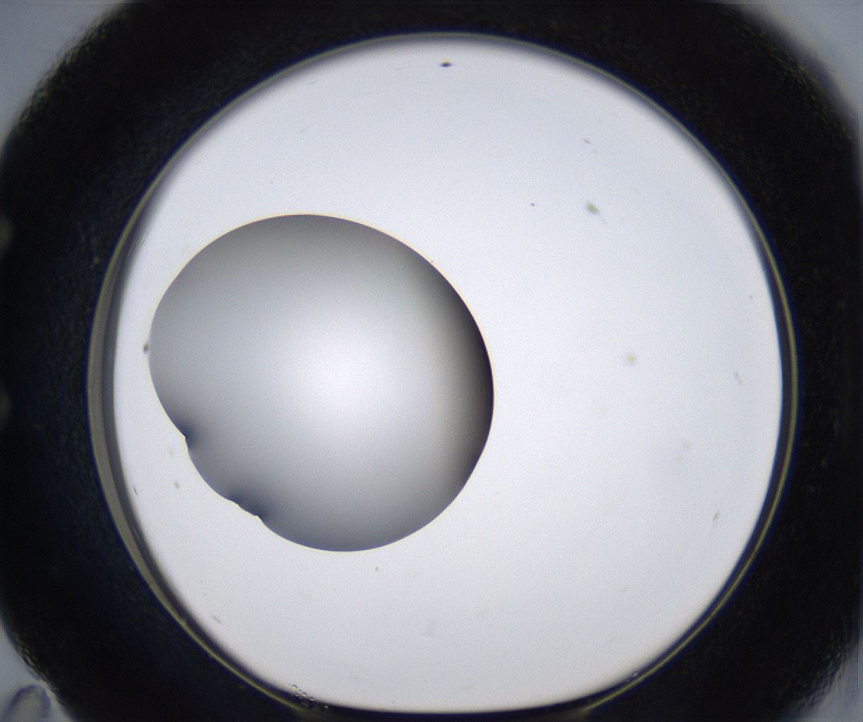 folderID305_plateID2305_batchID10850_wellNum59_profileID1_d1_r161288_ef.jpg