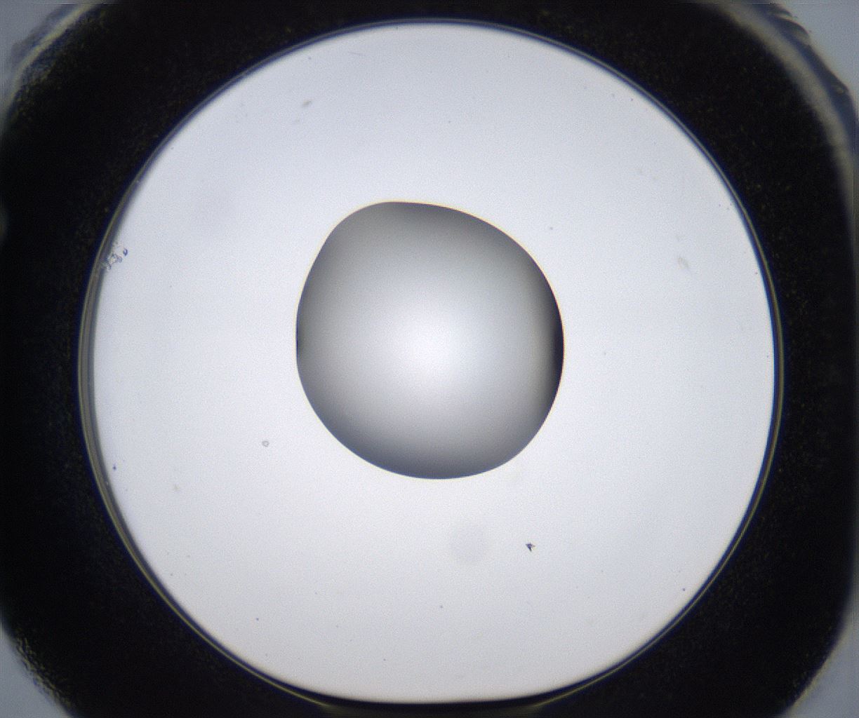 folderID305_plateID2305_batchID10850_wellNum61_profileID1_d1_r161290_ef.jpg
