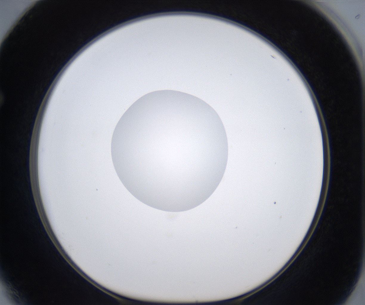 folderID305_plateID2305_batchID10850_wellNum64_profileID1_d1_r161293_ef.jpg