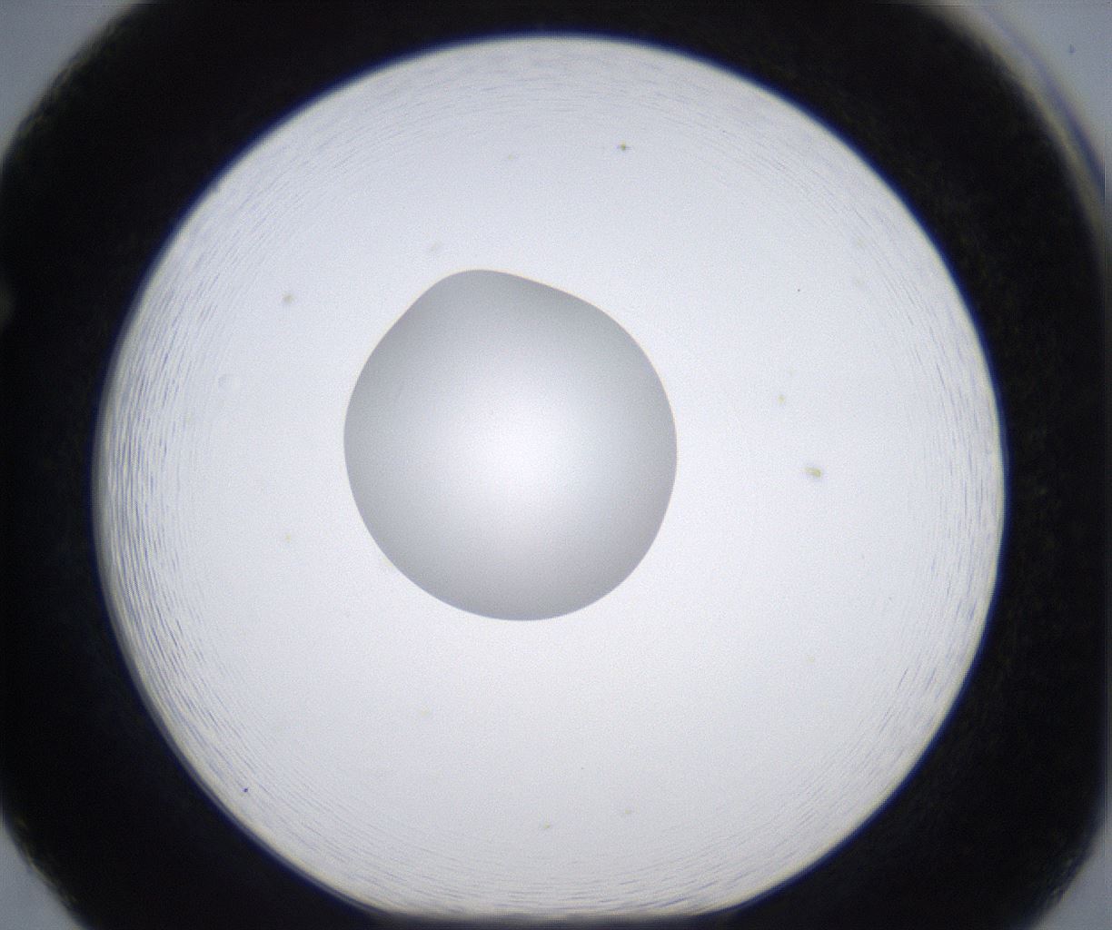 folderID305_plateID2305_batchID10850_wellNum65_profileID1_d1_r161294_ef.jpg