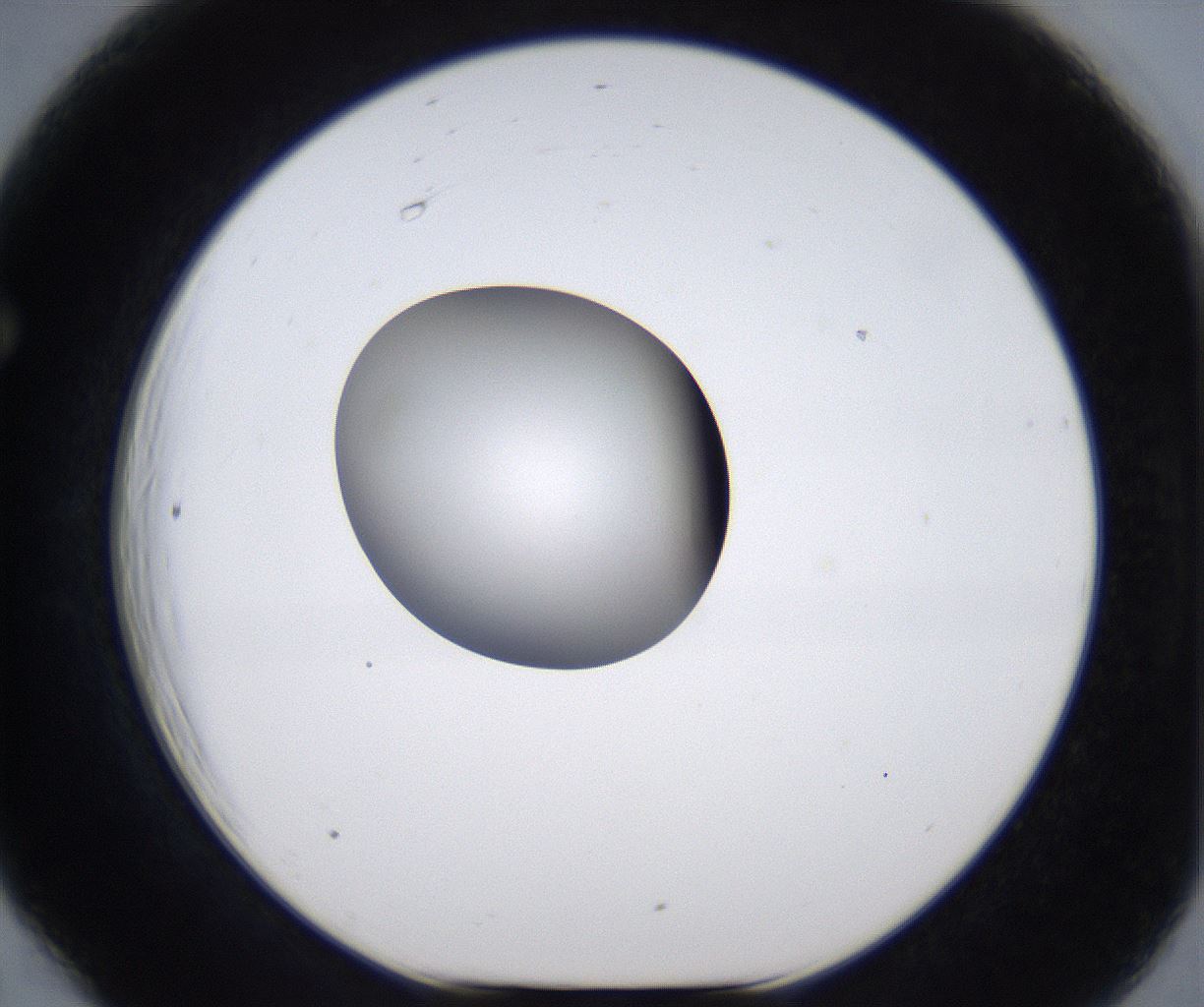 folderID305_plateID2305_batchID10850_wellNum66_profileID1_d1_r161295_ef.jpg