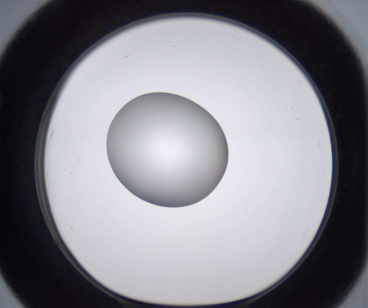 folderID305_plateID2305_batchID10850_wellNum67_profileID1_d1_r161296_ef.jpg