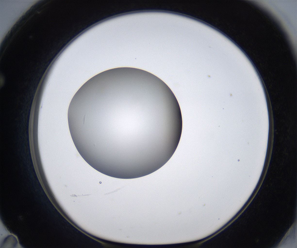 folderID305_plateID2305_batchID10850_wellNum71_profileID1_d1_r161300_ef.jpg