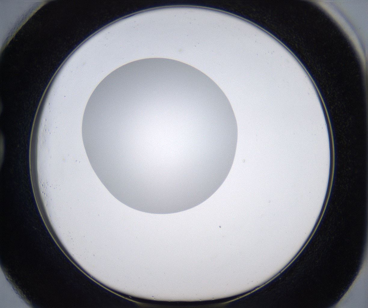 folderID305_plateID2305_batchID10850_wellNum73_profileID1_d1_r161302_ef.jpg
