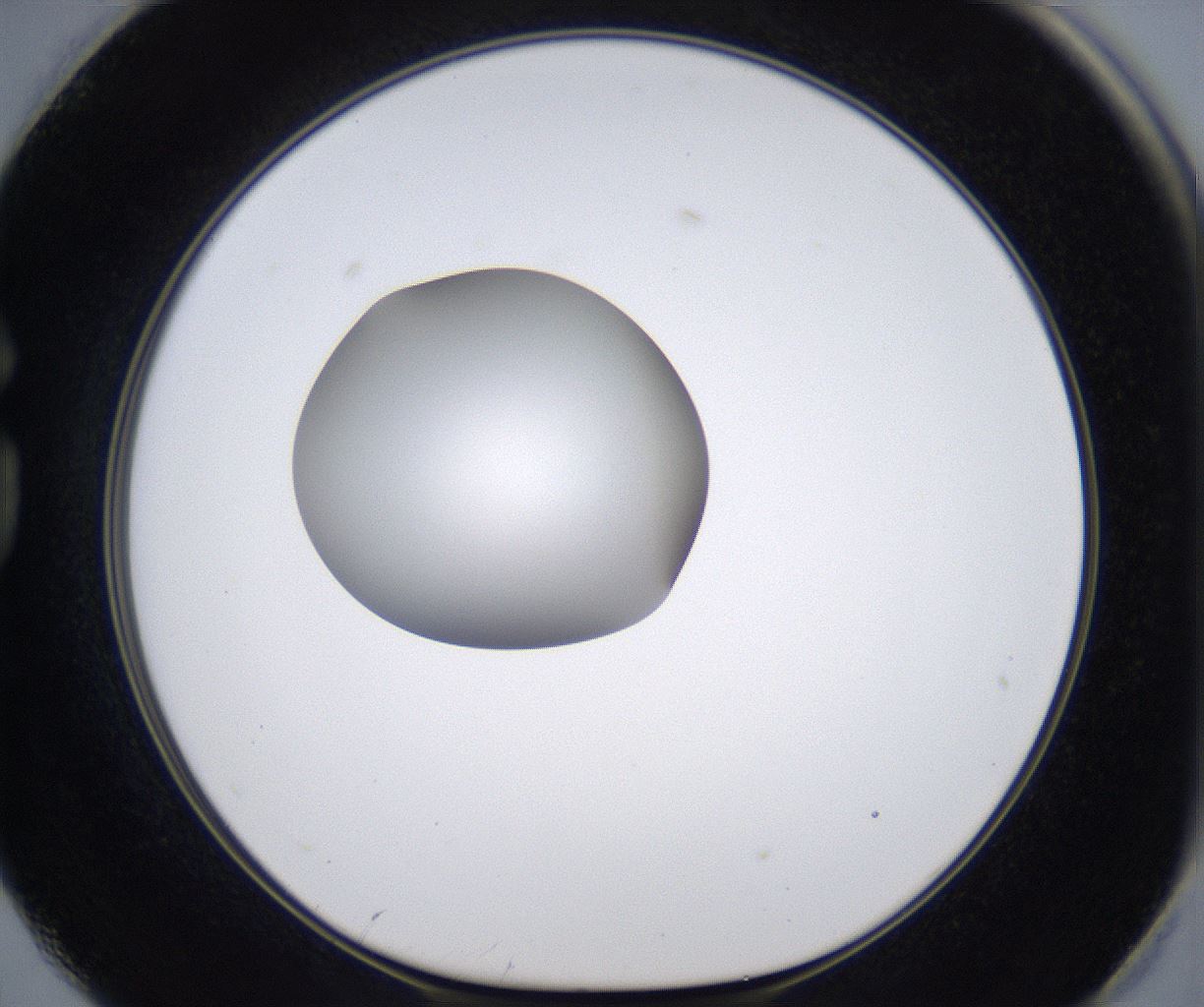 folderID305_plateID2305_batchID10850_wellNum74_profileID1_d1_r161303_ef.jpg