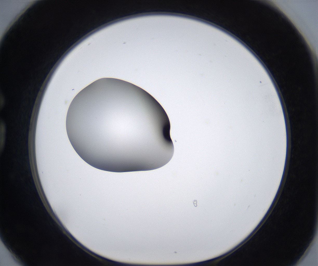 folderID305_plateID2305_batchID10850_wellNum78_profileID1_d1_r161307_ef.jpg