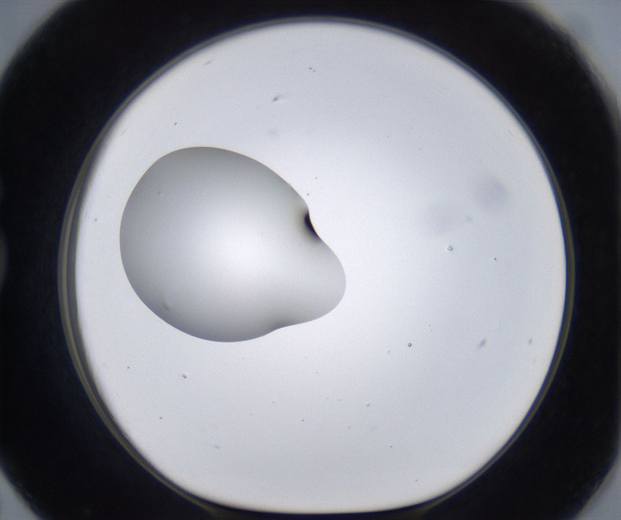 folderID305_plateID2305_batchID10850_wellNum79_profileID1_d1_r161308_ef.jpg