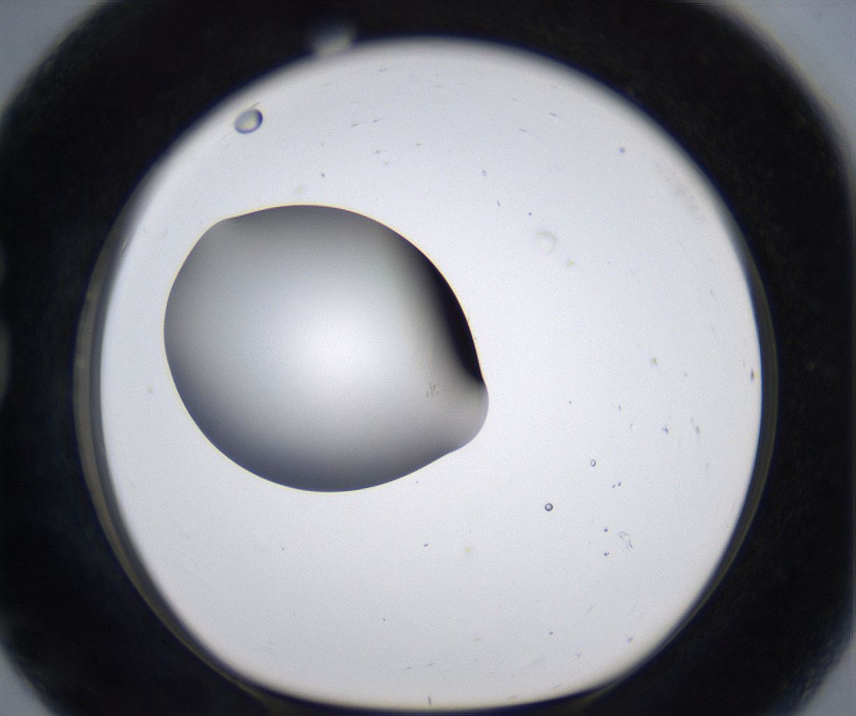 folderID305_plateID2305_batchID10850_wellNum80_profileID1_d1_r161309_ef.jpg