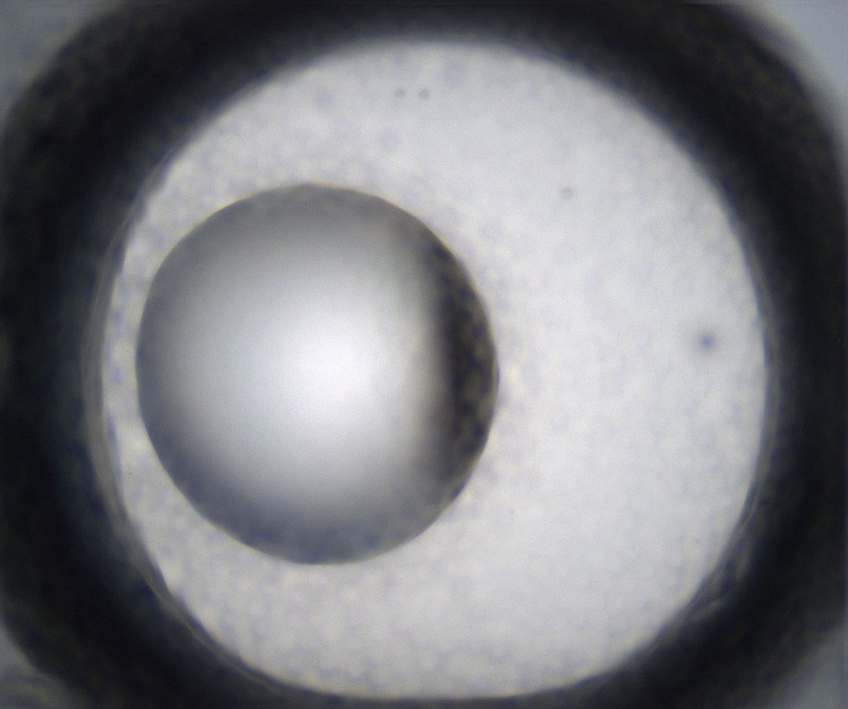 folderID305_plateID2305_batchID10850_wellNum82_profileID1_d1_r161311_ef.jpg