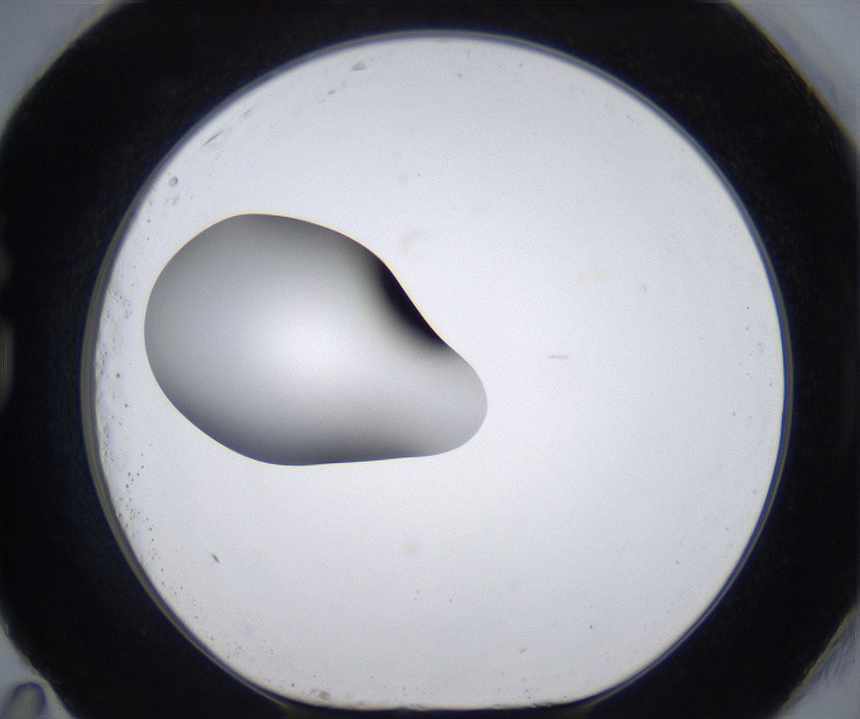 folderID305_plateID2305_batchID10850_wellNum83_profileID1_d1_r161312_ef.jpg