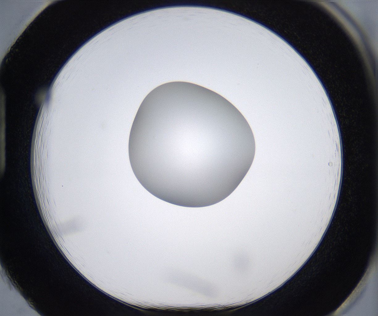 folderID305_plateID2305_batchID10850_wellNum85_profileID1_d1_r161314_ef.jpg