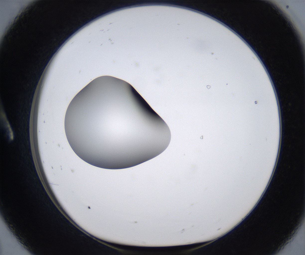 folderID305_plateID2305_batchID10850_wellNum8_profileID1_d1_r161237_ef.jpg