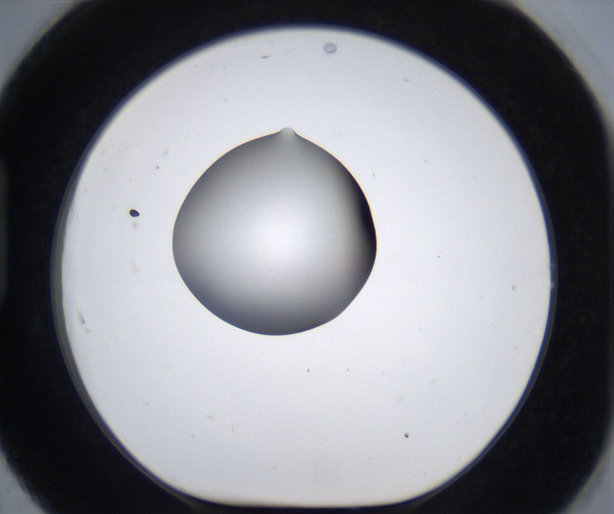 folderID305_plateID2305_batchID10850_wellNum91_profileID1_d1_r161320_ef.jpg
