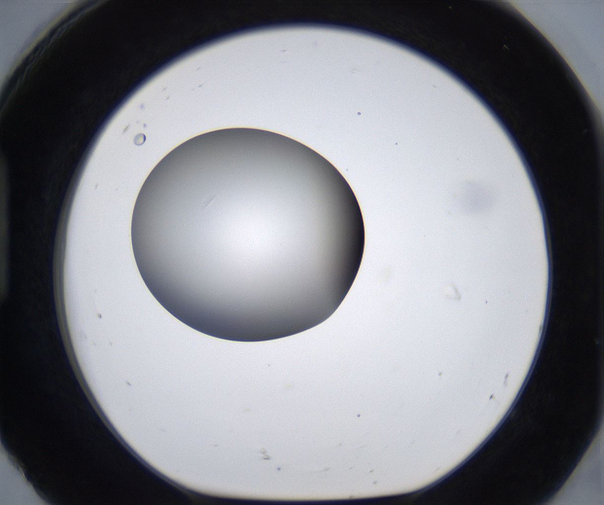 folderID305_plateID2305_batchID10850_wellNum92_profileID1_d1_r161321_ef.jpg