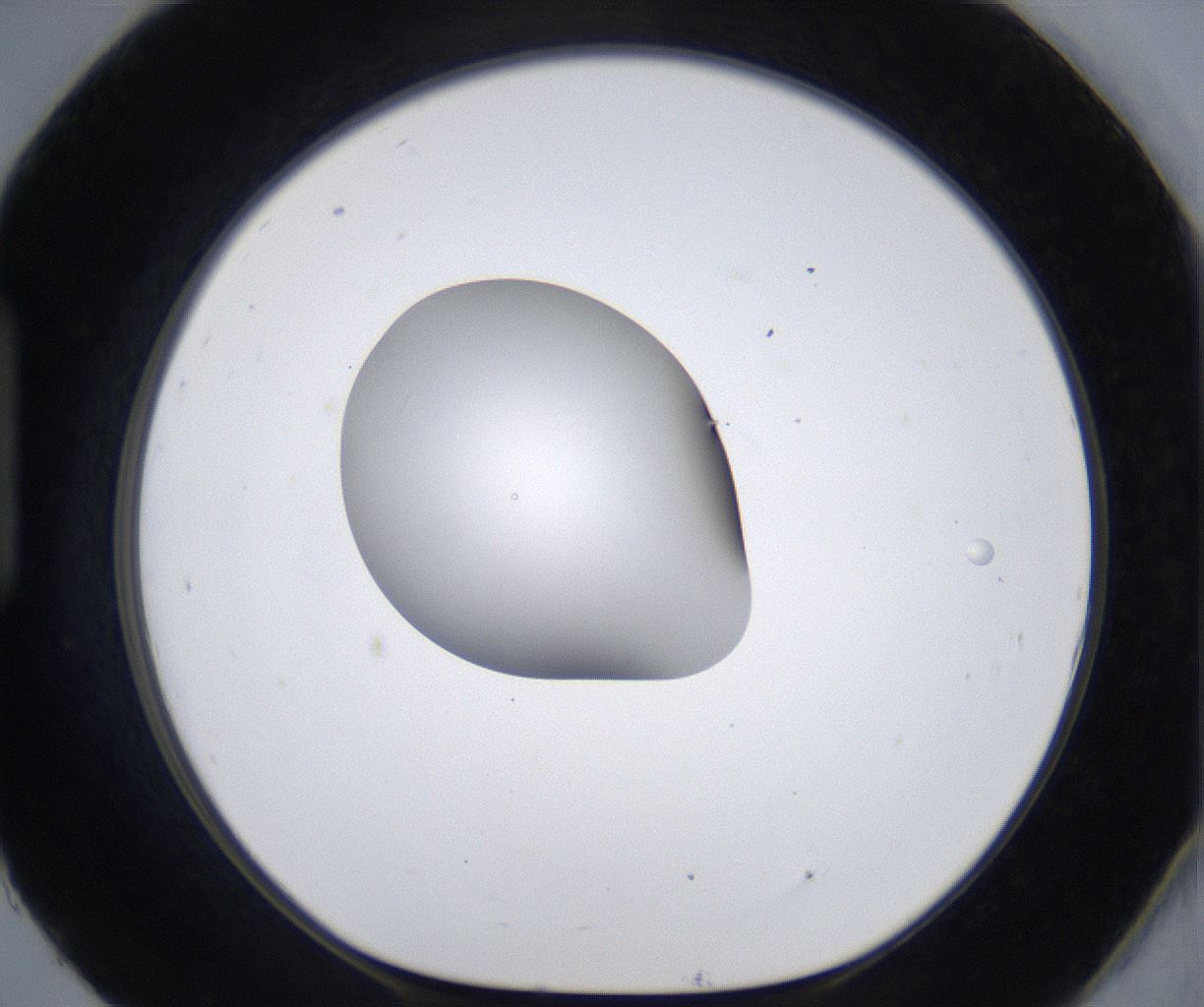 folderID305_plateID2305_batchID10850_wellNum93_profileID1_d1_r161322_ef.jpg