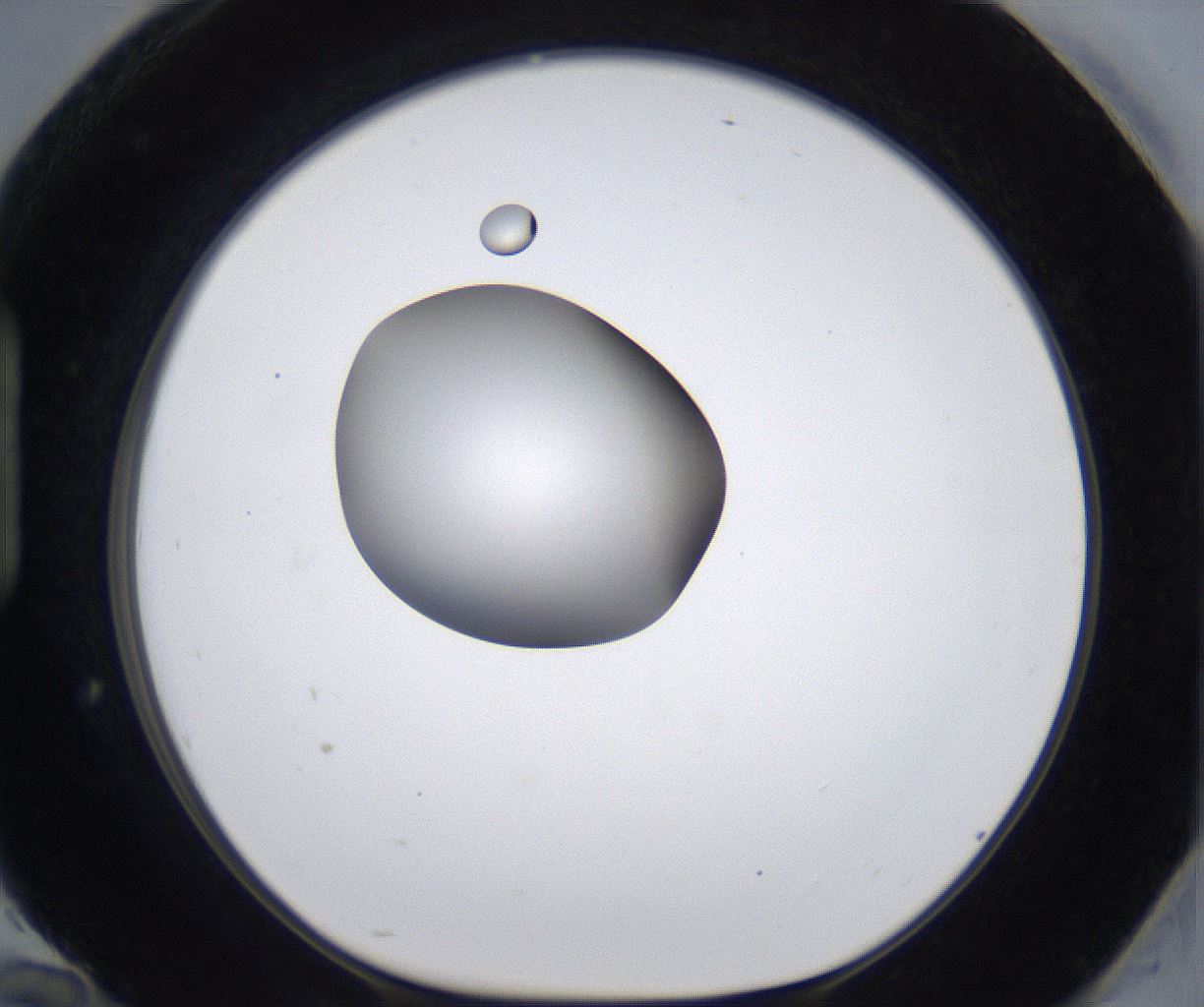 folderID305_plateID2305_batchID10850_wellNum94_profileID1_d1_r161323_ef.jpg