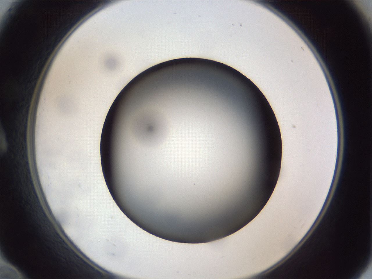 folderID306_plateID1306_batchID4296_wellNum10_profileID1_d1_r78113_ef.jpg