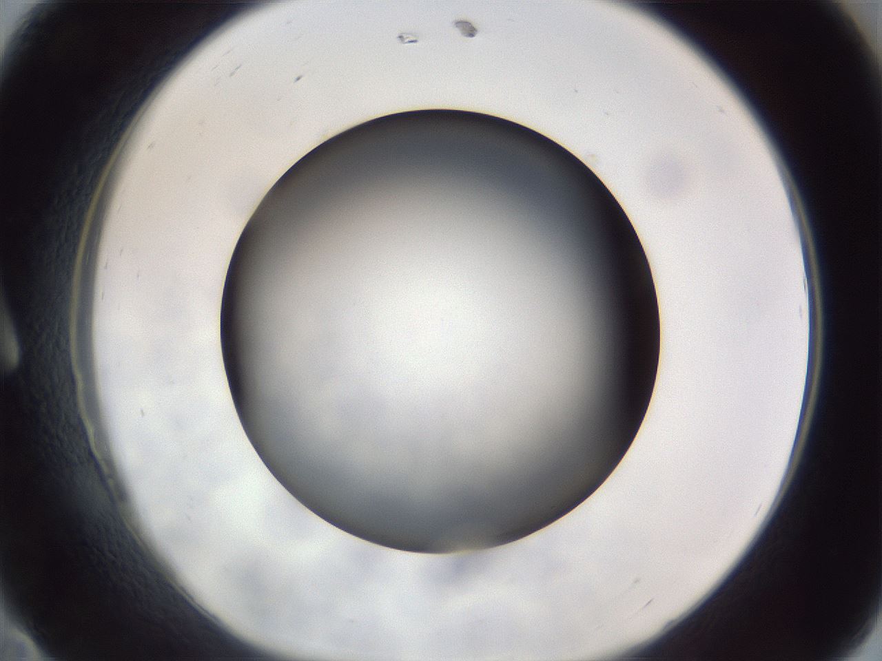 folderID306_plateID1306_batchID4296_wellNum11_profileID1_d1_r78114_ef.jpg