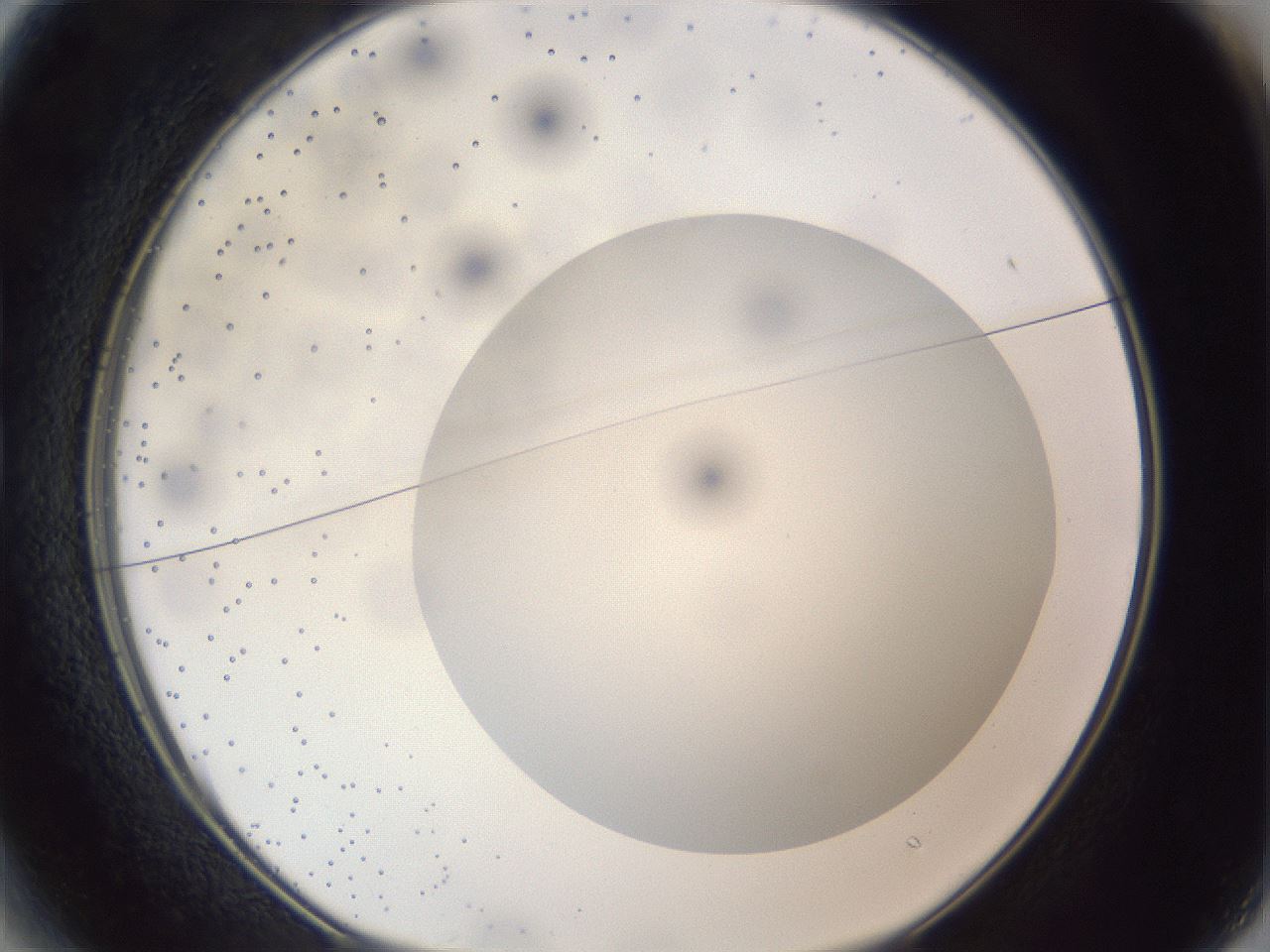 folderID306_plateID1306_batchID4296_wellNum13_profileID1_d1_r78116_ef.jpg