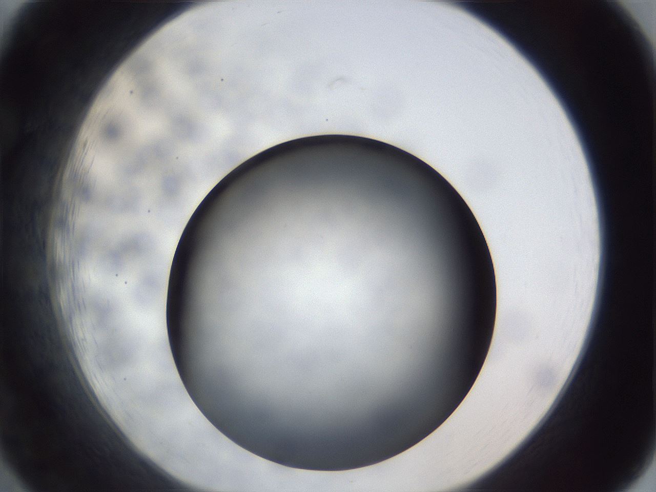 folderID306_plateID1306_batchID4296_wellNum19_profileID1_d1_r78122_ef.jpg