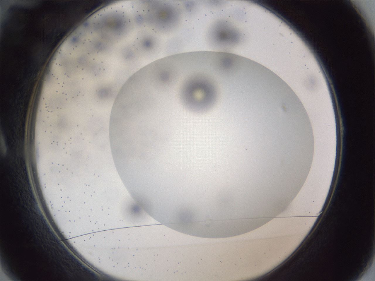 folderID306_plateID1306_batchID4296_wellNum1_profileID1_d1_r78104_ef.jpg