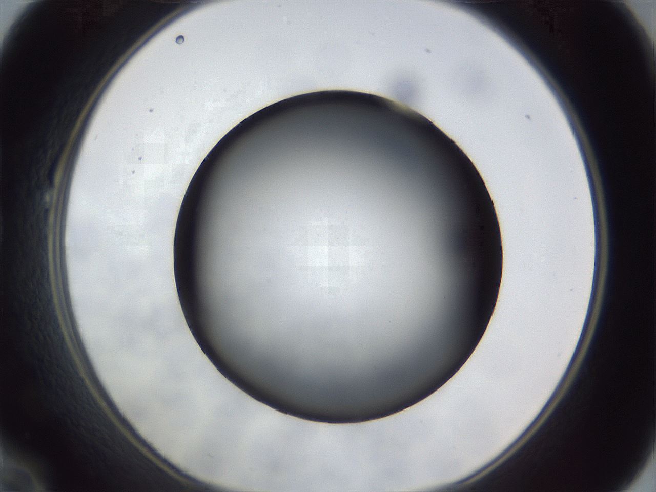 folderID306_plateID1306_batchID4296_wellNum22_profileID1_d1_r78125_ef.jpg