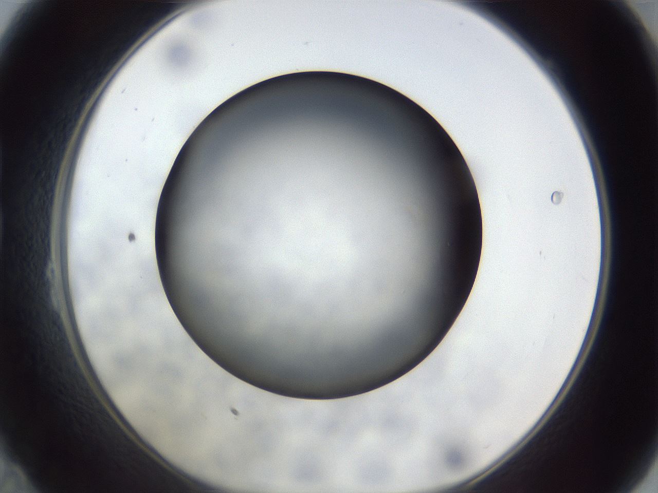 folderID306_plateID1306_batchID4296_wellNum23_profileID1_d1_r78126_ef.jpg