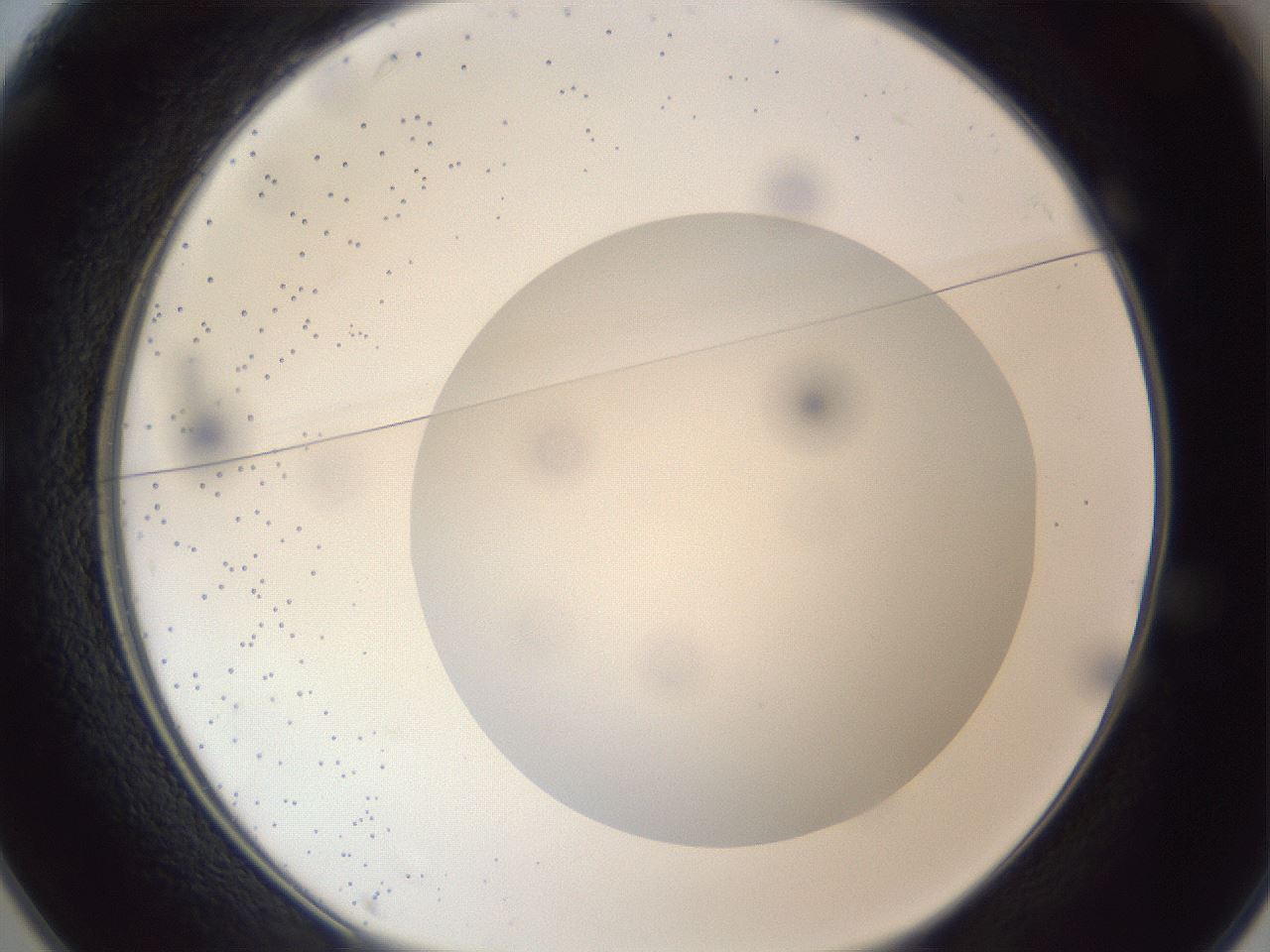 folderID306_plateID1306_batchID4296_wellNum25_profileID1_d1_r78128_ef.jpg