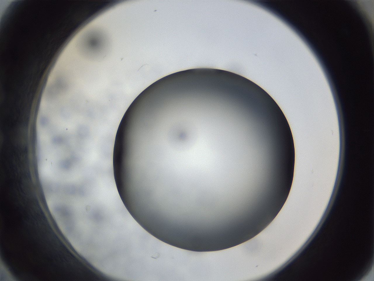 folderID306_plateID1306_batchID4296_wellNum30_profileID1_d1_r78133_ef.jpg