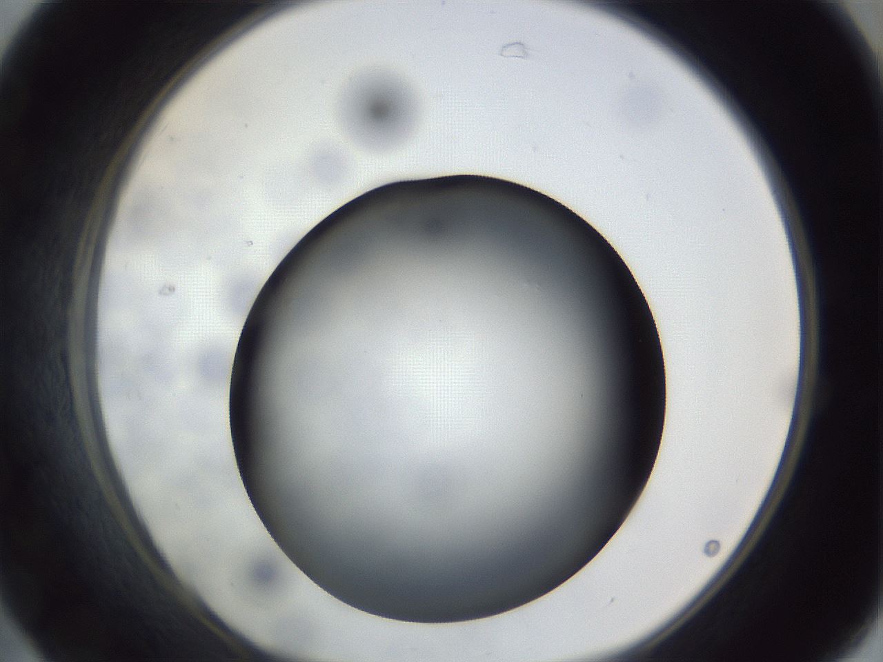 folderID306_plateID1306_batchID4296_wellNum31_profileID1_d1_r78134_ef.jpg