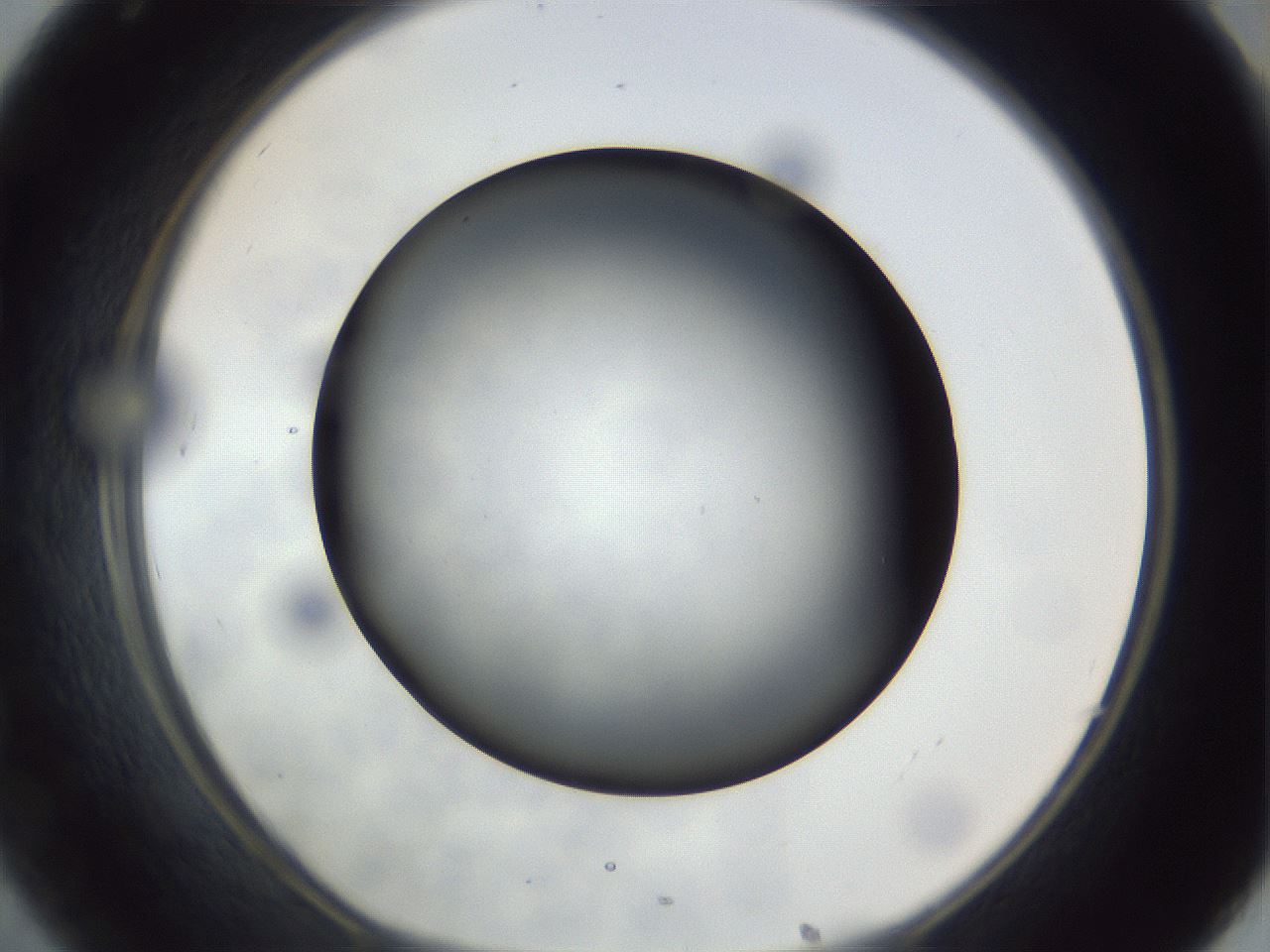 folderID306_plateID1306_batchID4296_wellNum32_profileID1_d1_r78135_ef.jpg