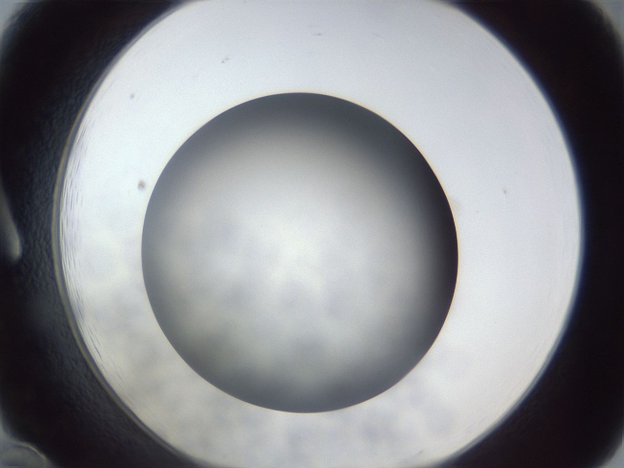 folderID306_plateID1306_batchID4296_wellNum12_profileID1_d1_r78115_ef.jpg