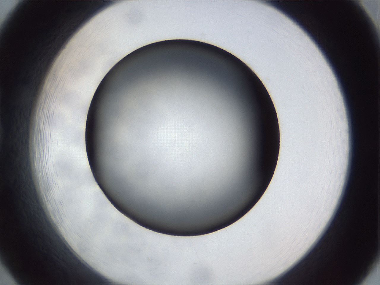 folderID306_plateID1306_batchID4296_wellNum20_profileID1_d1_r78123_ef.jpg