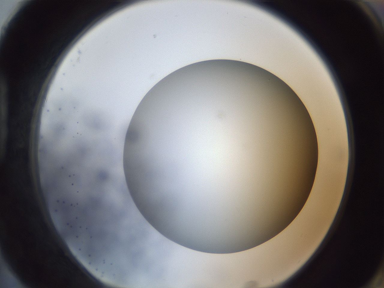 folderID306_plateID1306_batchID4296_wellNum88_profileID1_d1_r78191_ef.jpg