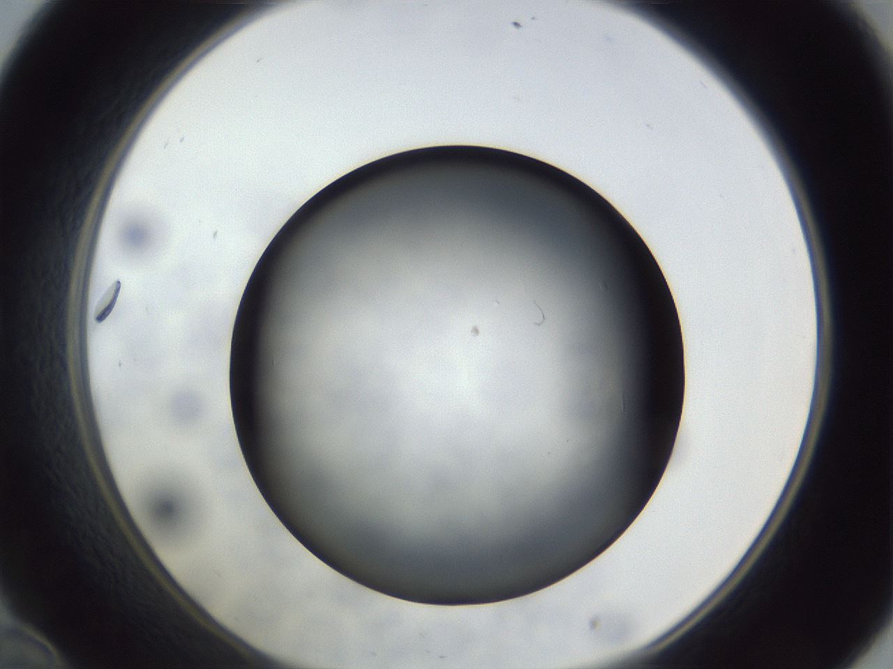 folderID306_plateID1306_batchID4296_wellNum34_profileID1_d1_r78137_ef.jpg