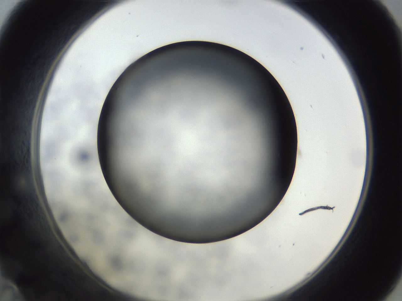 folderID306_plateID1306_batchID4296_wellNum35_profileID1_d1_r78138_ef.jpg