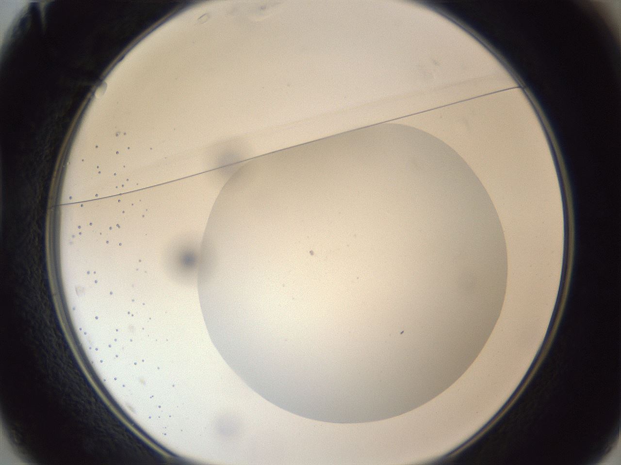 folderID306_plateID1306_batchID4296_wellNum37_profileID1_d1_r78140_ef.jpg