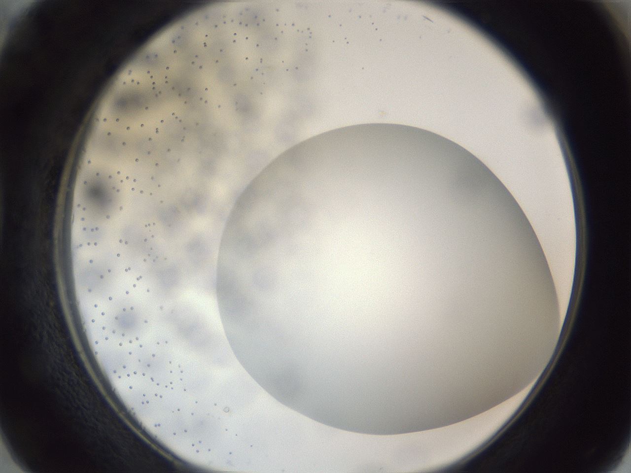 folderID306_plateID1306_batchID4296_wellNum38_profileID1_d1_r78141_ef.jpg