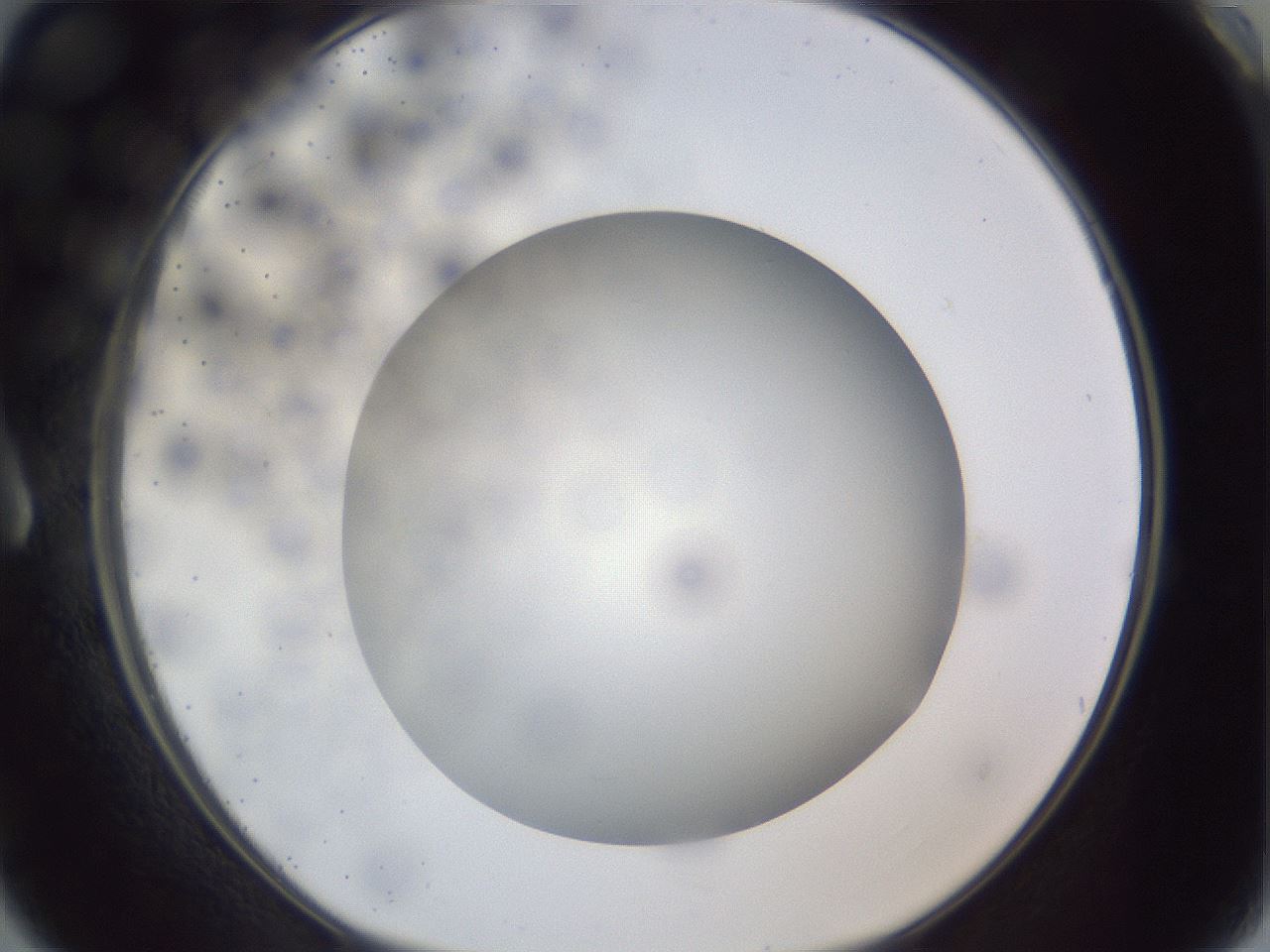 folderID306_plateID1306_batchID4296_wellNum3_profileID1_d1_r78106_ef.jpg