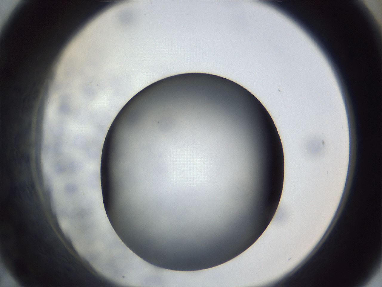 folderID306_plateID1306_batchID4296_wellNum43_profileID1_d1_r78146_ef.jpg