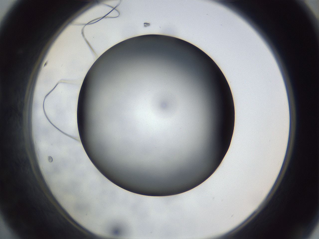folderID306_plateID1306_batchID4296_wellNum44_profileID1_d1_r78147_ef.jpg