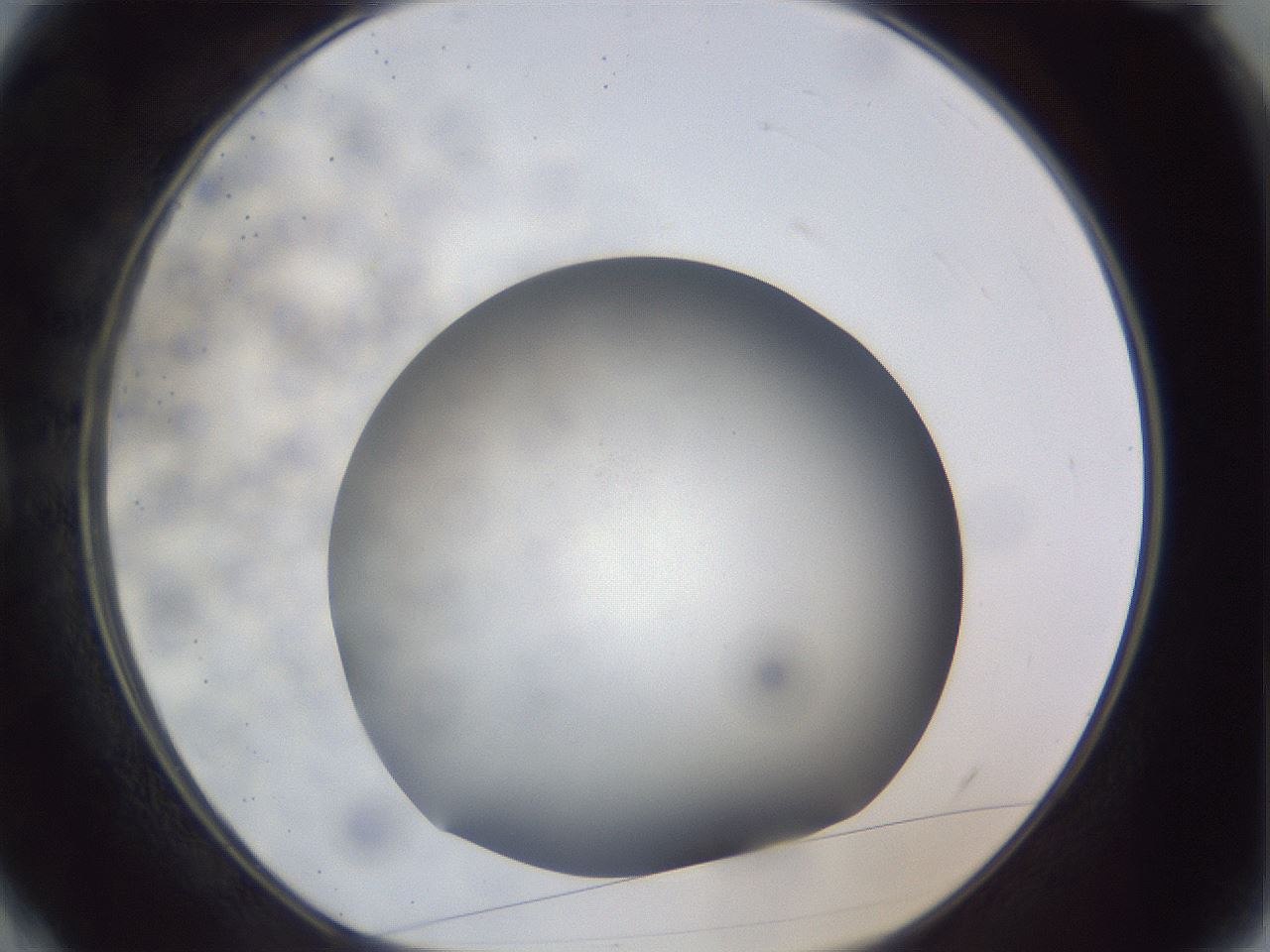 folderID306_plateID1306_batchID4296_wellNum4_profileID1_d1_r78107_ef.jpg
