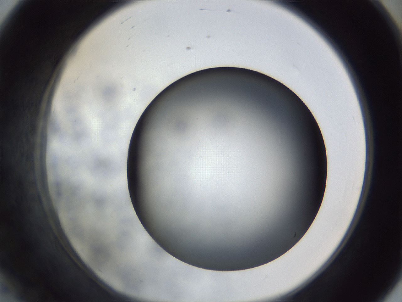 folderID306_plateID1306_batchID4296_wellNum56_profileID1_d1_r78159_ef.jpg