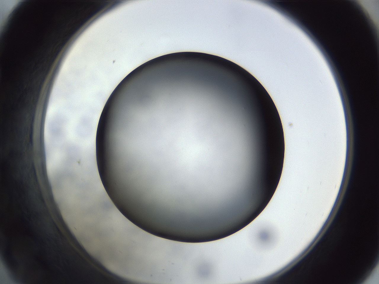 folderID306_plateID1306_batchID4296_wellNum57_profileID1_d1_r78160_ef.jpg