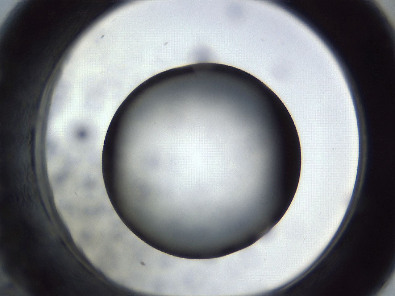 folderID306_plateID1306_batchID4296_wellNum58_profileID1_d1_r78161_ef.jpg